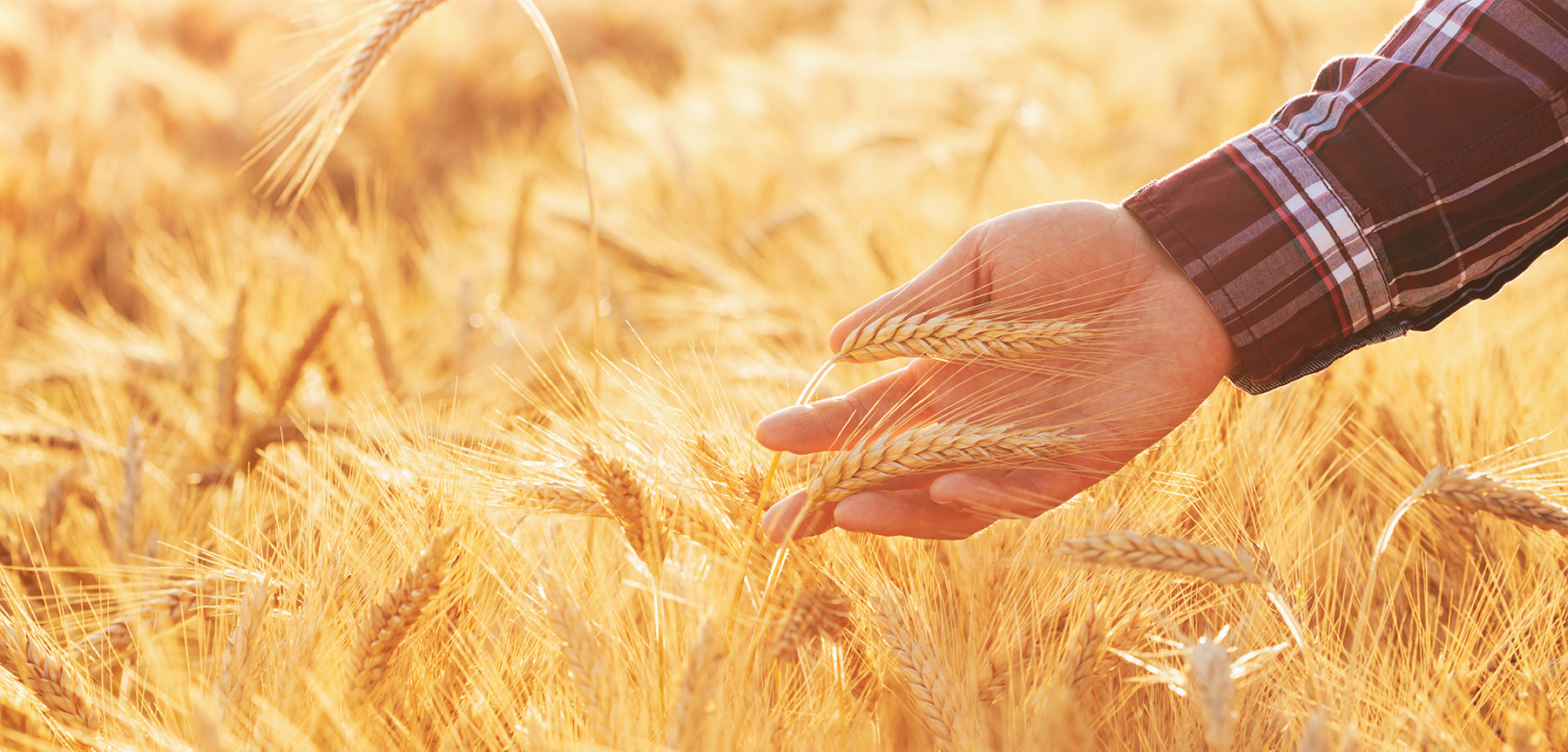Man runs hand through wheat